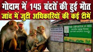 UP के हाथरस में एक साथ हो गई 145 बंदरों की रहस्यमयी मौ'त,FCI के गोदाम में पड़े मिले शव