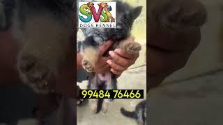 🐶 SVS dog and puppy🐕‍🦺 kennel nizamabad🦮 Telangana 🐕....