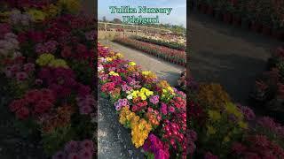 Tulika Nursery Udalguri