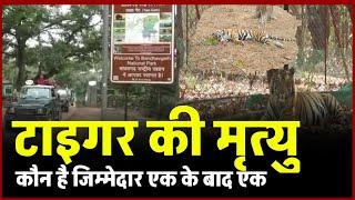 Bandhavgarh Tiger Dead: बांधवगढ़ टाइगर रिजर्व में एक और बाघ की मौ