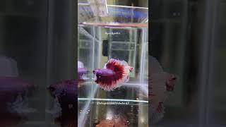 Betta fight | Salamander Dumbo Ears Betta Sale