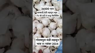 गोतमपुरा मंडी लहसुन भाव 11 नवंबर 2024