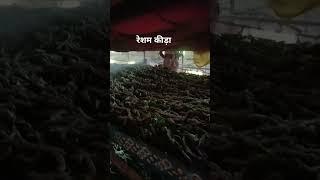 रेशम विभाग जिला नर्मदापुरम। ग्राम खामखेड़ी तहसील बनखेड़ी।