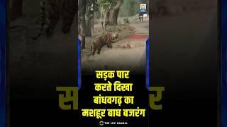 Bandhavgarh | सड़क पार करते दिखा बांधवगढ़ का मशहूर बाघ बजरंग