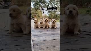 Golden Retriever Puppies