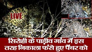 panther in sirohi rajasthan | पाड़ीव गांव के समीप बाड़ में फंसा लैपर्ड, वन विभाग की टीम ने मांगी मदद