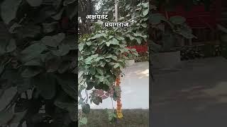 अक्षयवट प्रयागराज