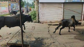 #भुसावर : दो आवारा सांडों की अचानक हुई लडाई में चपेट में आकर क्षतिग्रस्त हुई गरीब युवक की साईकिल