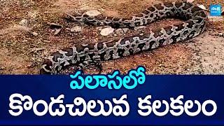 పలాసలో కొండచిలువ కలకలం: Python Hulchul in Palasa SakshiTV