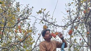 Kashmir Apple Valley Bijbehara, Anantnag