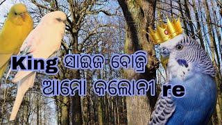 ଆମ କଲୋନୀ ରେ କିଙ୍ଗ budgise//ଯଶିପୁର Bird