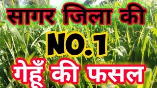 sagar mandi bhav || youtube chanal || सागर जिला की No.1 की गेहूँ की फसल