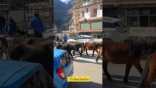 आज हम टापरी क्यु आए || Tapri Kinnaur || tribalaacho