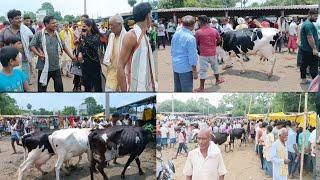 हाजीपुर में लगने वाली जरूआ पशु मंडी से कुछ गायों की कीमत जानें।। Cattle market।।Cow mandi।।Cow mela