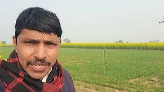 कोटकासिम क्षेत्र में सरसों की खेती 2024||mustard oil farming Alwar Rajasthan