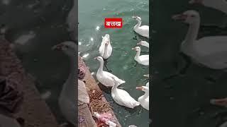 धौलपुर मचकुंड की सरोवर में बत्तख दिखाई दे रहीहै