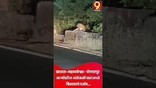 सातारा-महाबळेश्वर- पोलादपूर मार्गावरील आंबेनळी घाटामध्ये बिबट्याचे दर्शन...