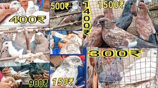 Kabutar Bazar Dhule New #Pigeon Market Maharashtra India नया कबूतर बज़ार महाराष्ट्र इंडिया کبوتربجار