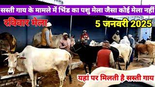 मध्यप्रदेश भिंड गाय  बाजार | गाय का सबसे सस्ता बाजार | Pashu Mela | cow market | Pashu Mela bhind