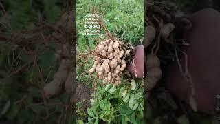 Maa Palli thota Groundnut today maa village Raikal #farmer #streetfood #dty vlogs please subscribe