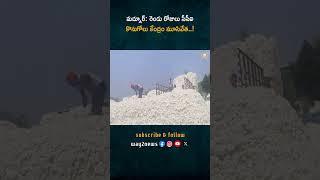 కోటన్ కార్పొరేషన్ ఆఫ్ ఇండియా: కామారెడ్డి జిల్లా మద్నూర్ కొనుగోలు కేంద్రం శనివారం, ఆదివారం బంద్ | ..