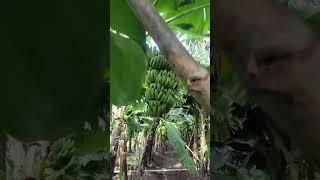 दि.07.07.2024 केळी बाजार भाव नांदेड