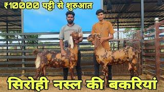 ₹10000 पट्टी से शुरुआत! सिरोही नस्ल की प्रेग्नेंट बकरियां! at visit pk goat farm Ajmer