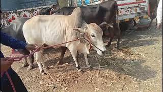 लोणार  2024 मधील 30 तारखेचा बैल बाजार 🐂🐂🐄🐃🐐🐐