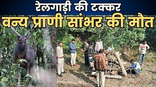 Balaghat Lamta: ट्रेन की टक्कर से वन्य प्राणी सांभर की मौत..!