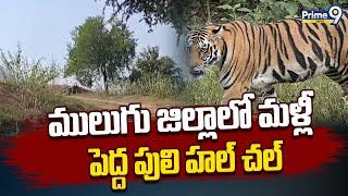 ములుగు జిల్లాలో మళ్లీ పెద్ద పులి హల్ చల్ | Tiger Roaming in Mulugu District | Prime9 News