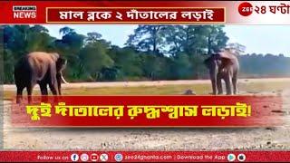 Jalpaiguri Elephant Fight | জলপাইগুড়ির মাল ব্লকে ২ দাঁতাল হাতির রুদ্ধশ্বাস লড়াই | Zee 24 Ghanta