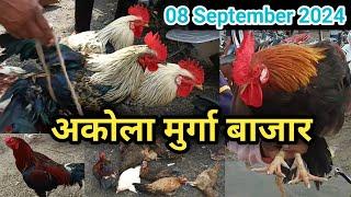 08-09-2024 अकोला मुर्गा बाजार लाइव अपडेट || Mjforest