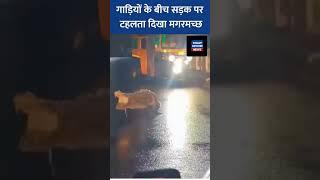 महाराष्ट्र के रत्नागिरी में भारी बारिश के बाद सड़क पर टहलता दिखा 8 फीट लंबा मगरमच्छ