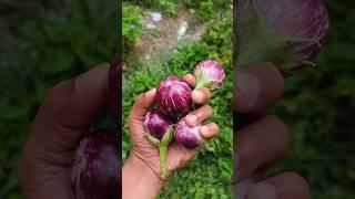 గుత్తి వంకాయ|Brinjal Harvest|Home Garden