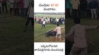 పందుల పోటీలు చూశారా | పశ్చిమగోదావరి తాడేపల్లిగూడెం కుంచనపల్లి |