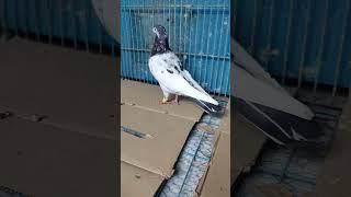 Teddy female #pigeons for sale//Srinagar Jammu and Kashmir