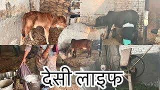 देखो मेरे मायके की देसी लाइफ - छावला गाँव || मेरे पापा की पाली हुए गिर गाय 🐄  देती है 18 kg दूध 🥛