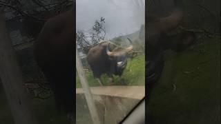 காட்டு மாடு கொடைக்கானல் Bison at Kodaikanal