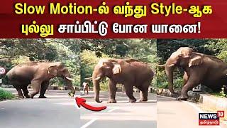 Elephant | Slow Motion-ல் வந்து Style-ஆக புல்லு சாப்பிட்டு போன யானை | Coimbatore | Pollachi