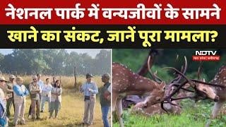 Mandla के National Park में वन्यजीवों के सामने खाने का संकट, 'Grassland Management' पर हुई बैठक