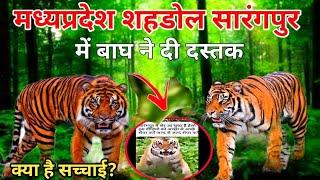 मध्यप्रदेश शहडोल सारंगपुर में बाघ ने दी दस्तक | Tiger In Mp shahdol Sarangpur | mdar vlog