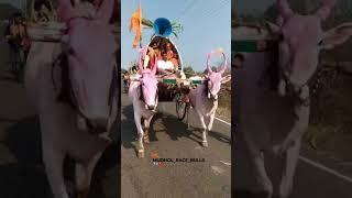 Mudhol race bulls||ಯಲ್ಲಮ್ಮ 🚩🙏🙏🙏