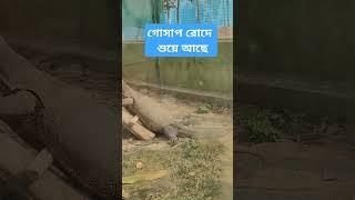 ঝাড়গ্রাম পার্কের গোঁসাপ শুয়ে আছে।