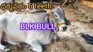 12జాతా 6 పల్లు విభాగం ధర్మవరం BLK BULL+