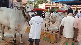 పెద్దకొత్తపల్లి న్యూ క్యాటగిరి విభాగంలో కుడికిళ్ల వారి జత