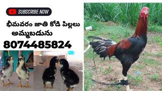 భీమవరం జాతి కోడి పిల్లలు 8074485824