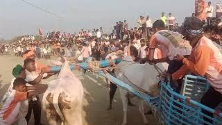 chakadi race in hubli - Dharwad