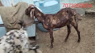 ₹ मात्र 8000 की पट्टी से सिरोही नस्ल की बकरीया (How to start goat farming) होलसेल की रेट में