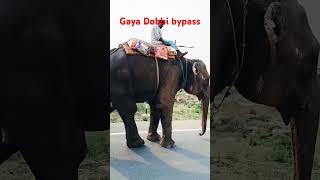 elephant 🐘 on Gaya dobhi bypass four lane , Patna. # Devika mixed farming vlog.
