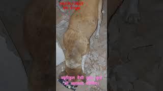 #ब्यूटीफुल देसी कुत्ता कुत्ते को सहायता कीजिए।#Beautiful Desi Dog Please Help the Dog.